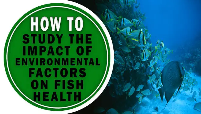 How To Study The Impact Of Environmental Factors On Fish Health