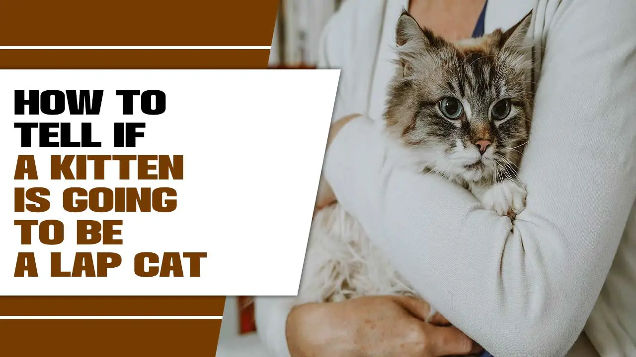How To Tell If A Kitten Is Going To Be A Lap Cat? – Explained