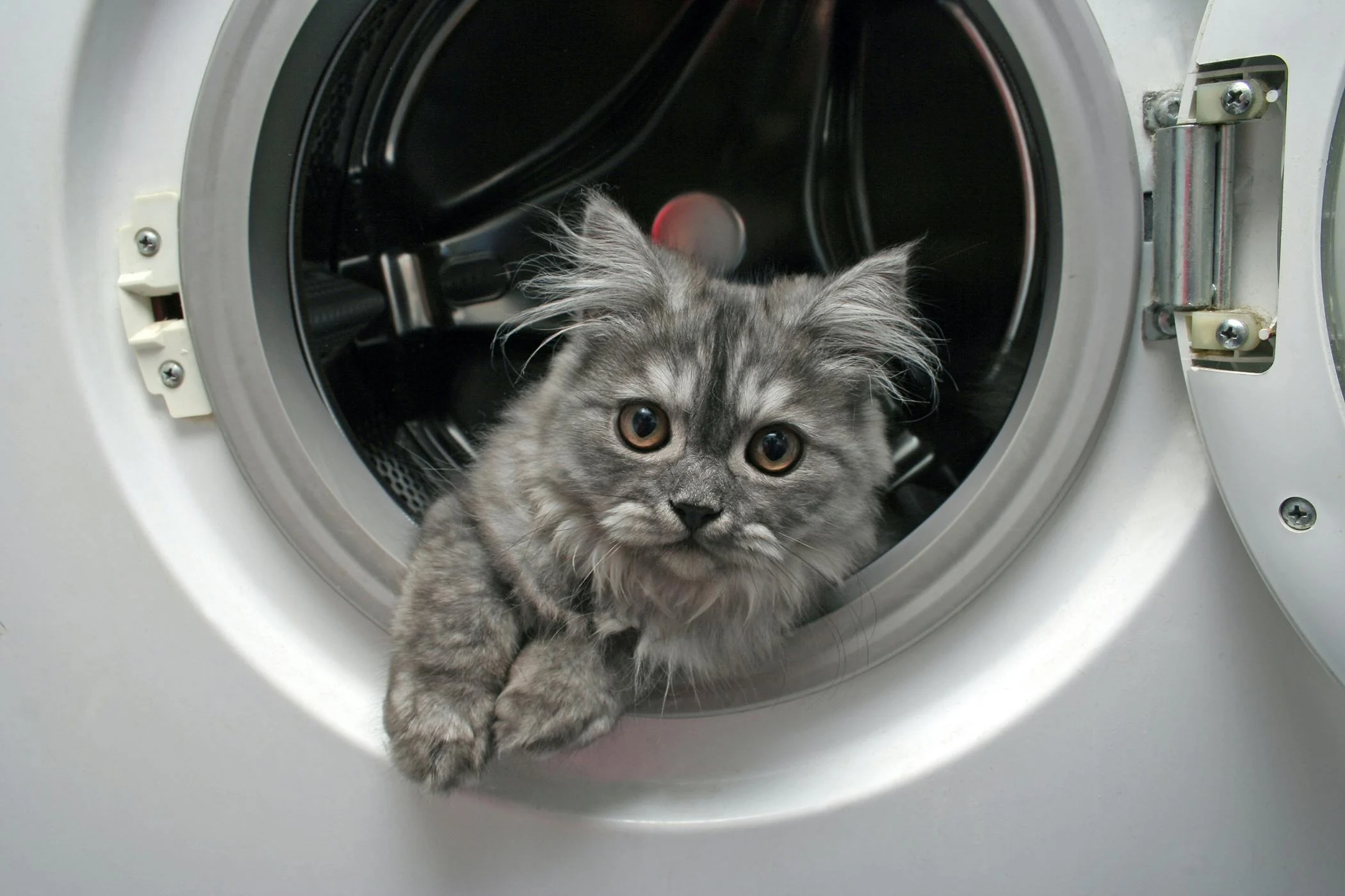 How To Train Your Cat To Stay Away From Washer And Dryer