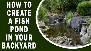 How To Create A Fish Pond In Your Backyard