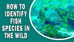 How To Identify Fish Species In The Wild