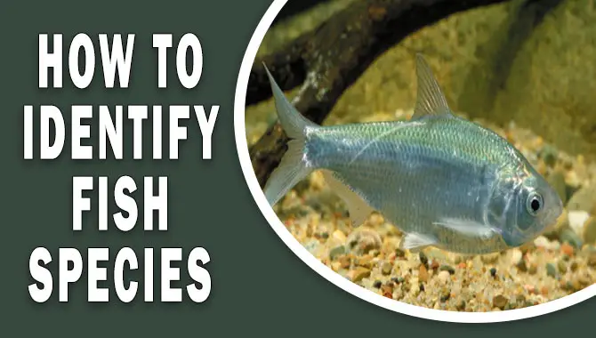 How To Identify Fish Species