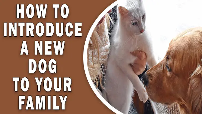 How To Introduce A New Dog To Your Family