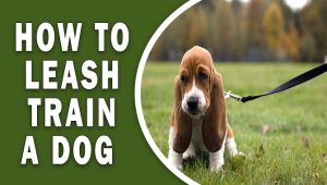 How To Leash Train A Dog