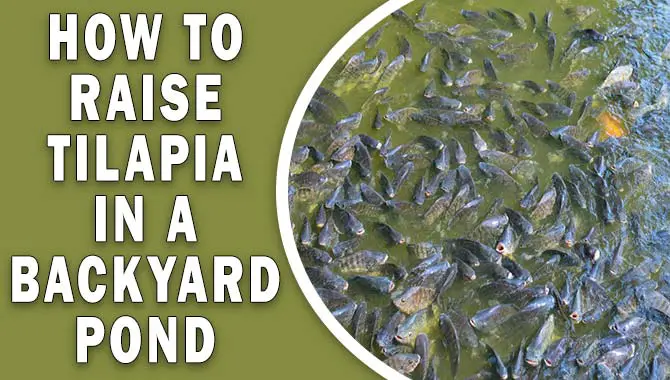 How To Raise Tilapia In A Backyard Pond