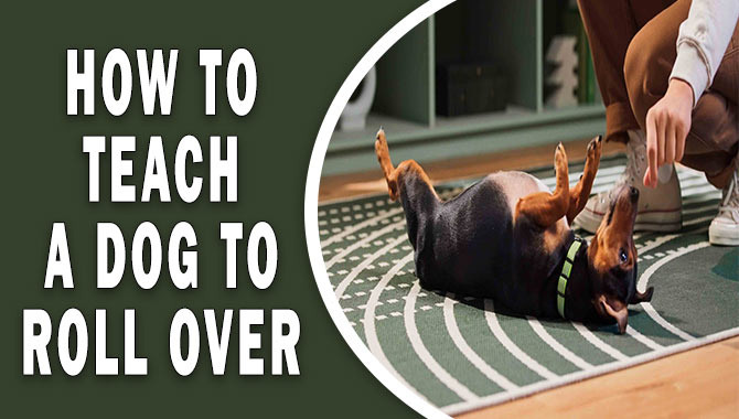 How To Teach A Dog To Roll Over