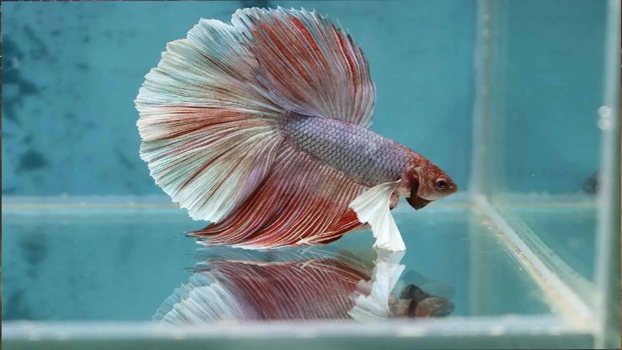 Importance Of Water Changes For Betta Fish