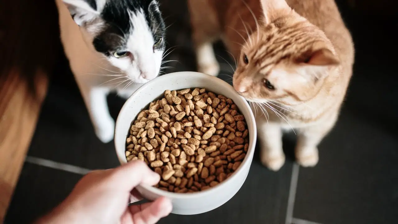 Is Feeding Your Cat Fixed Meals All Day Bad For Them