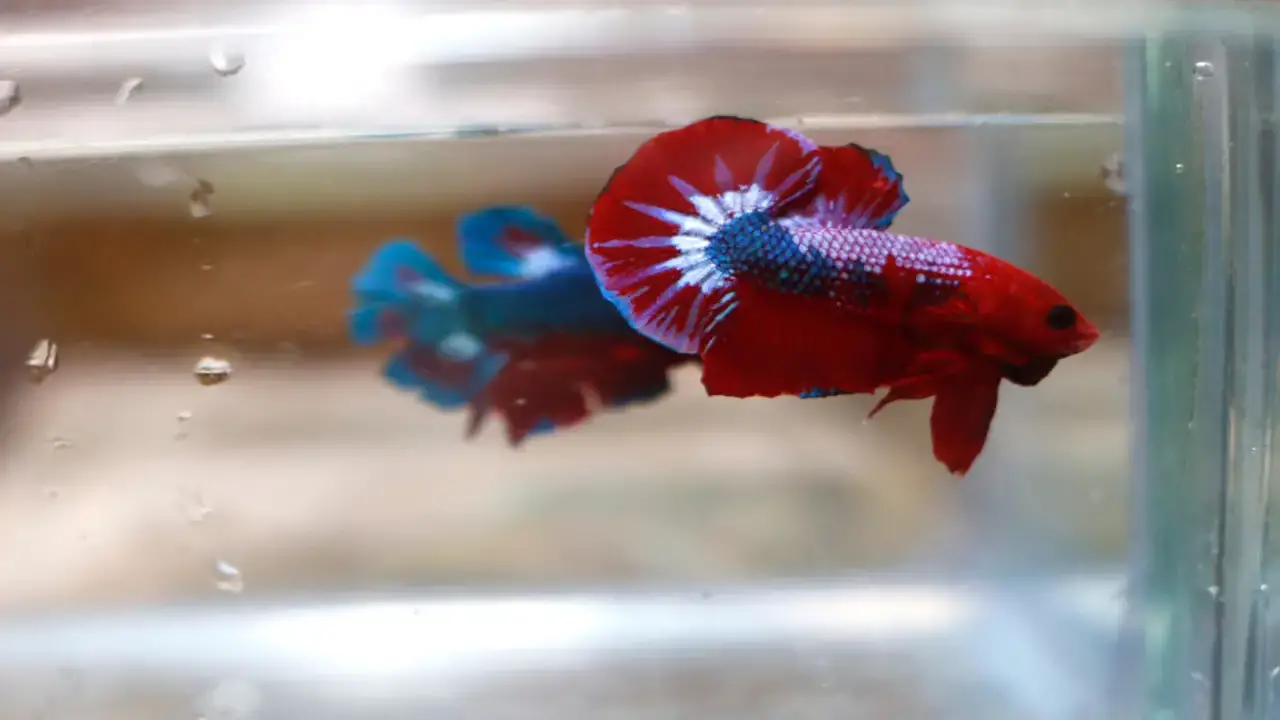 Is It Better To Use Natural Light For Your Betta Fish