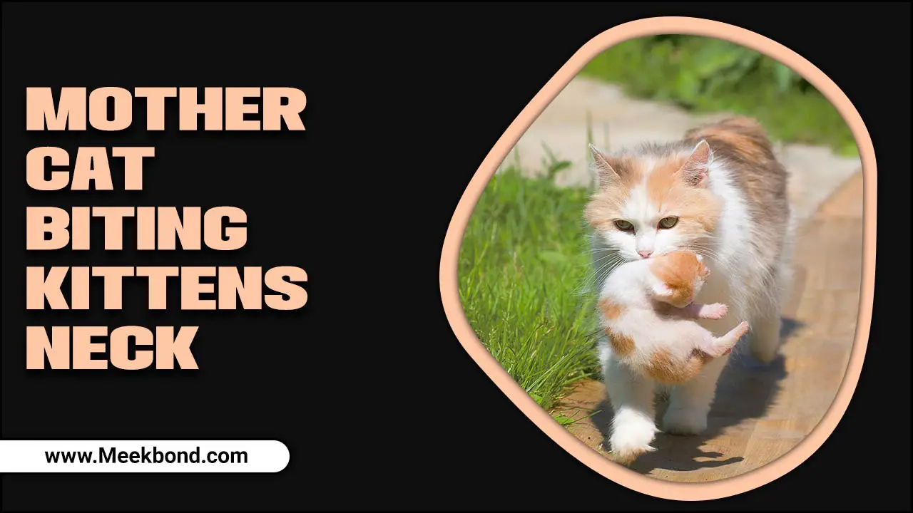 Mother Cat Biting Kittens Neck – What Does It Mean?