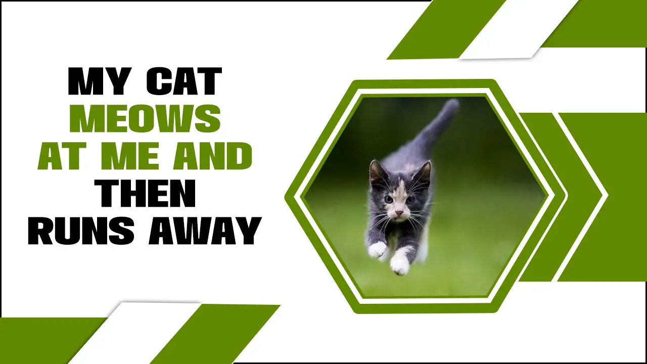 My Cat Meows At Me And Then Runs Away – What Does It Mean?