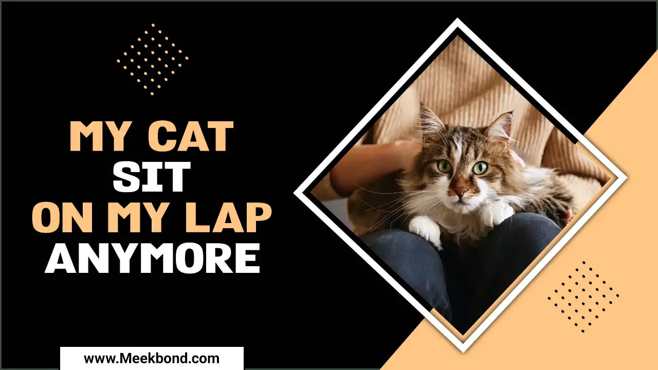 Why Won’t My Cat Sit On My Lap Anymore? – What Can I Do?