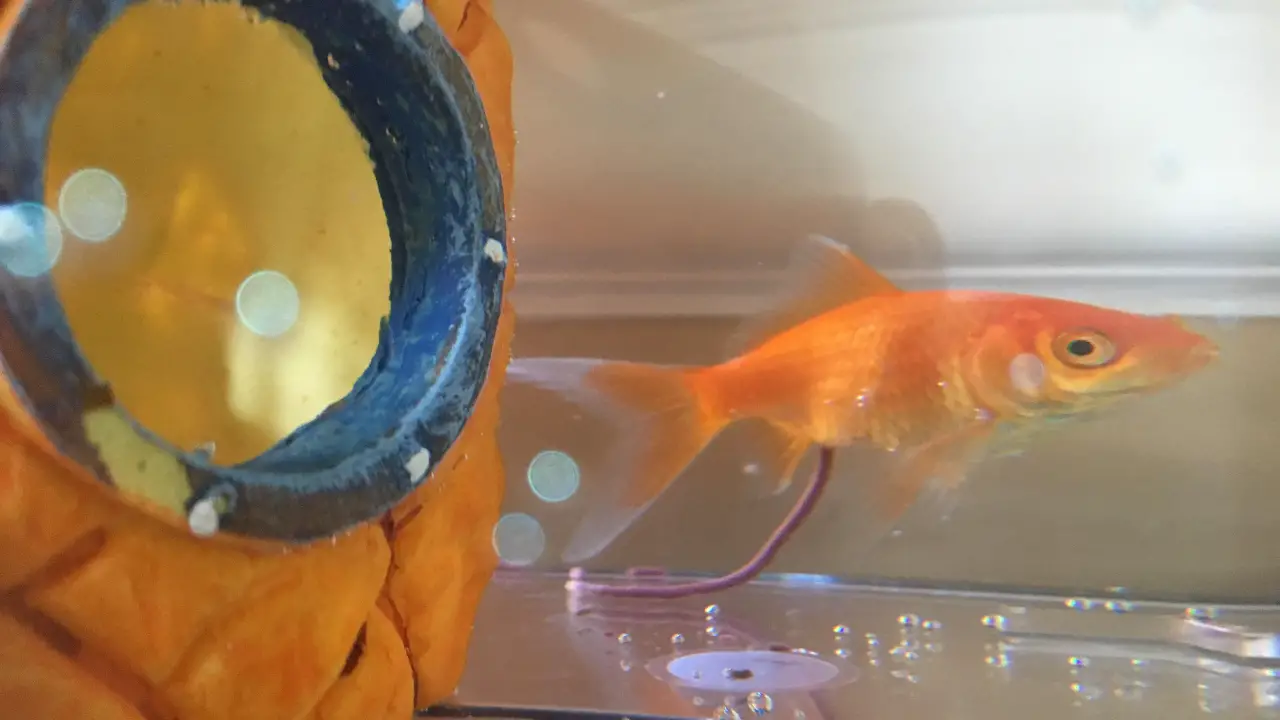 Orange String Coming Out Of Fish.