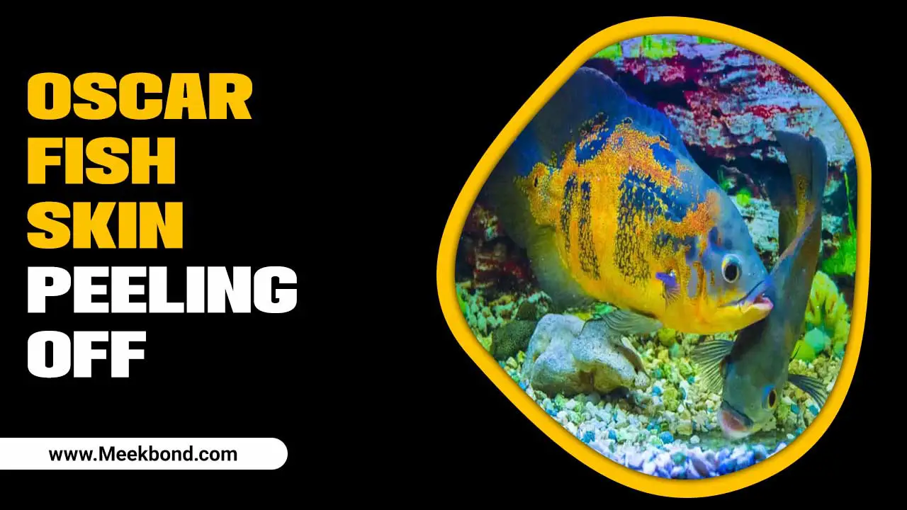 Oscar Fish Skin Peeling Off – What To Do?