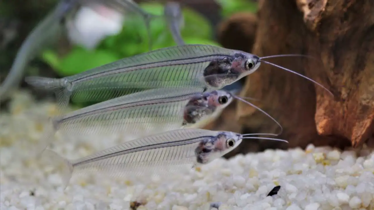 Physical Characteristics Of Glass Catfish