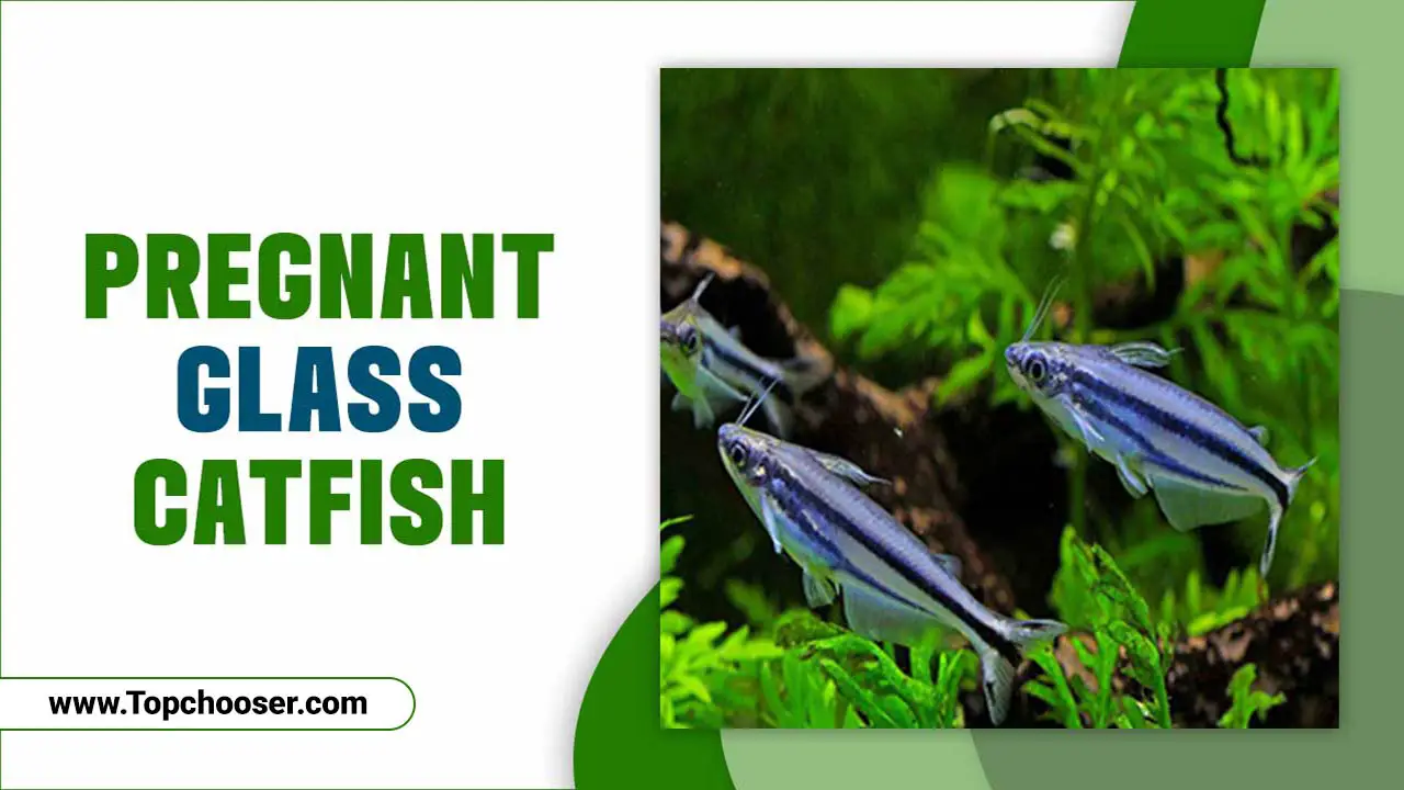 Pregnant Glass Catfish – A Hybrid Fish That Is Perfect for Your Aquarium!