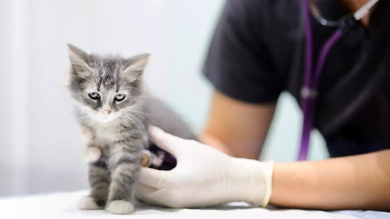 Preventing Overdose Of Dewormer Medication In Cats