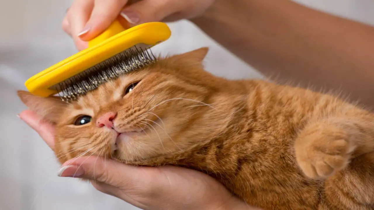 Process Of Cleaning A Cat’s Yellow Fur