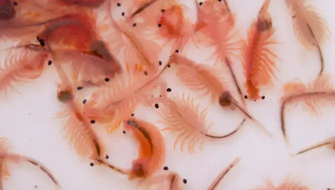 Pros And Cons Of Choosing Sea Monkeys Or Brine Shrimp As Pets