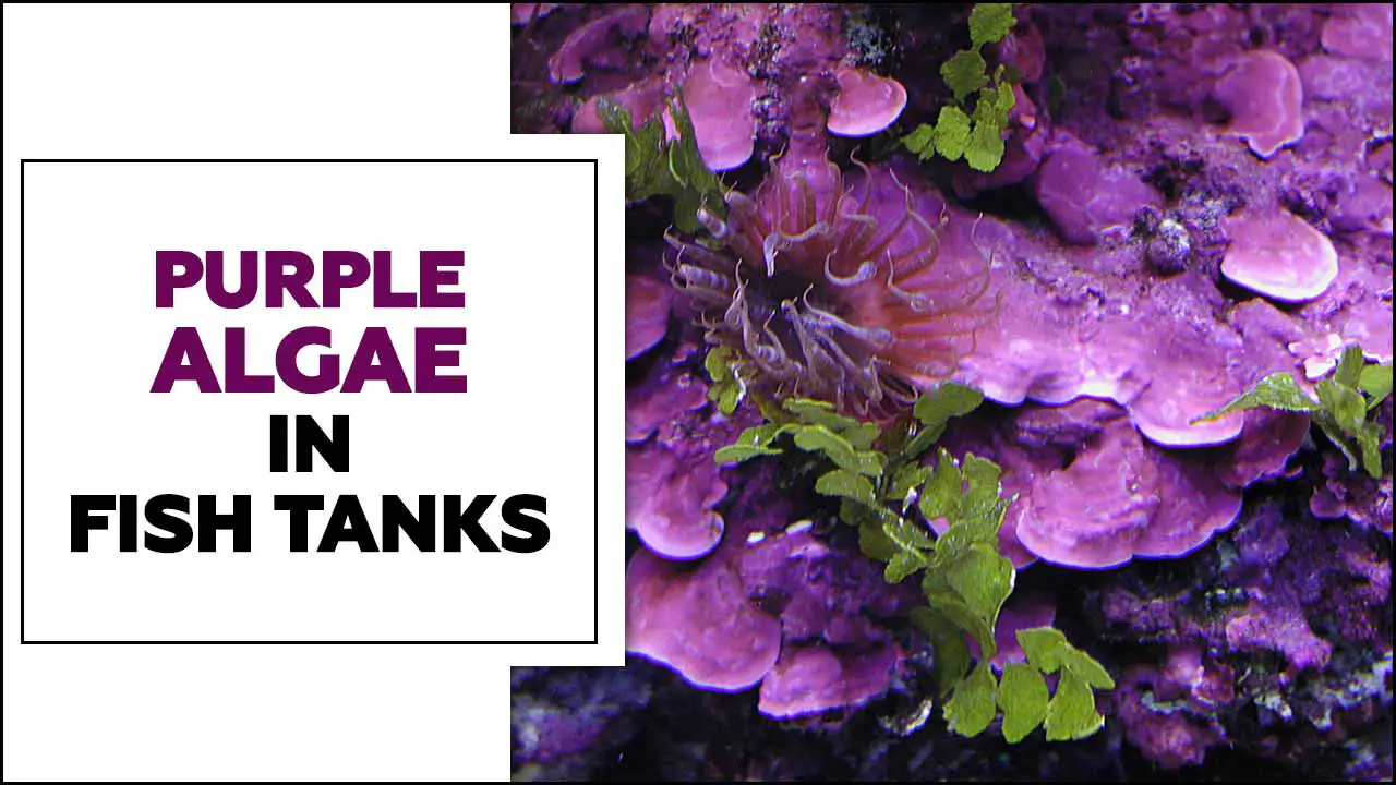 Purple Algae In Fish Tanks – How To Know When It Happens And What To Do About It