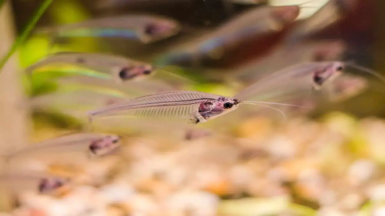 Setting Up The Ideal Tank For Pregnant Glass Catfish