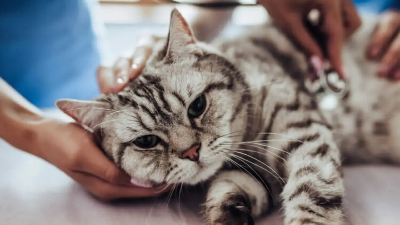 Signs That Your Cat Has Taken Too Much Dewormer