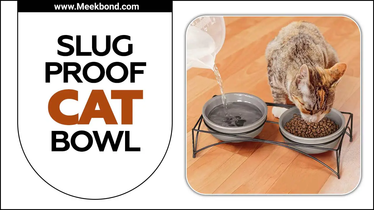Slug Proof Cat Bowl – Choose Wiesly