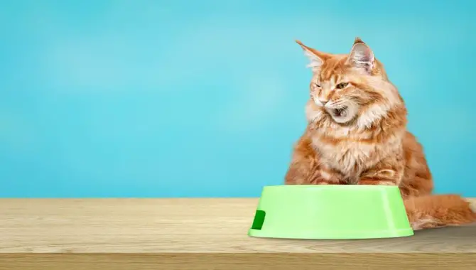 Some Common Reasons For Kitten Not Eating But Active