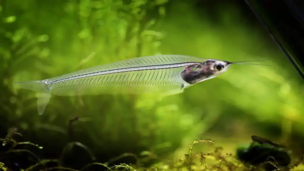 Tips For Caring For Glass Catfish Fry