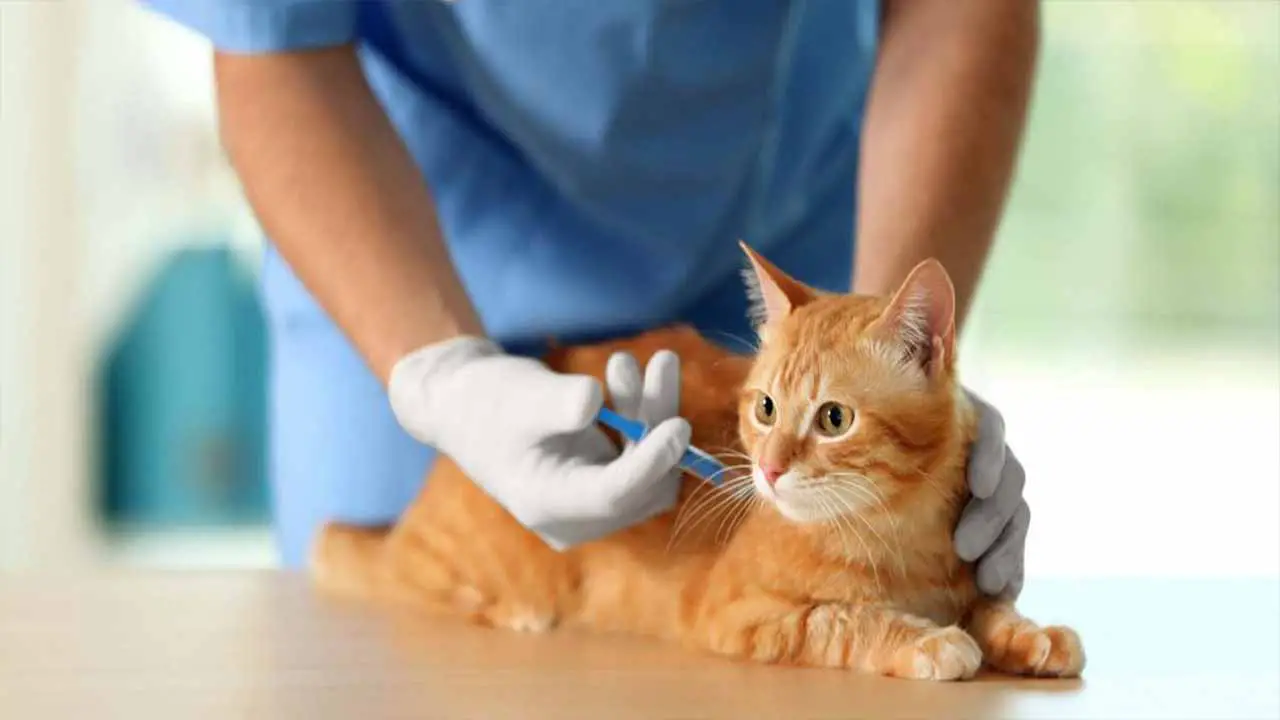 Tips For Managing A Cat's Overall Health And Well-Being While Using Depo Medrol