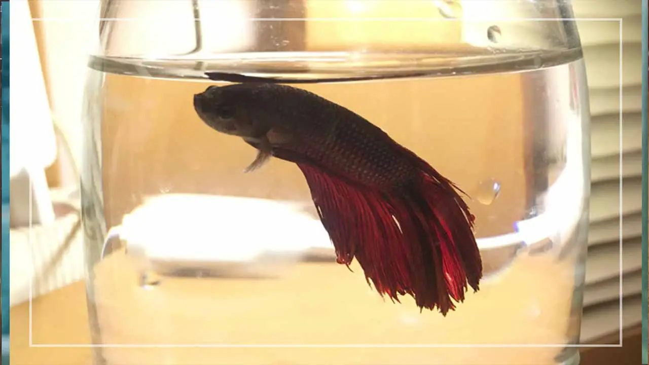Tips To Prevent Betta Fish From Breathing Heavily After A Water Change