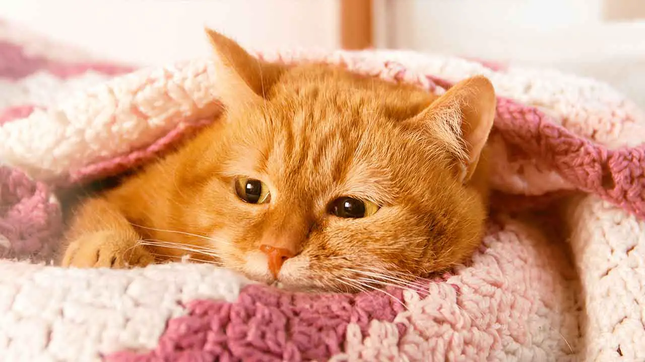 Types Of Systemic Steroid Medications For Cats