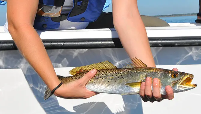 How To Catch And Release Fish Safely – The Ultimate Guideline