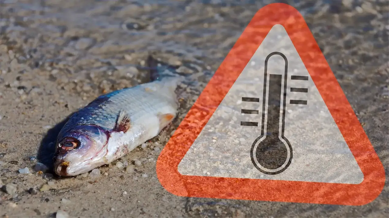 What Are The Risks To Fish