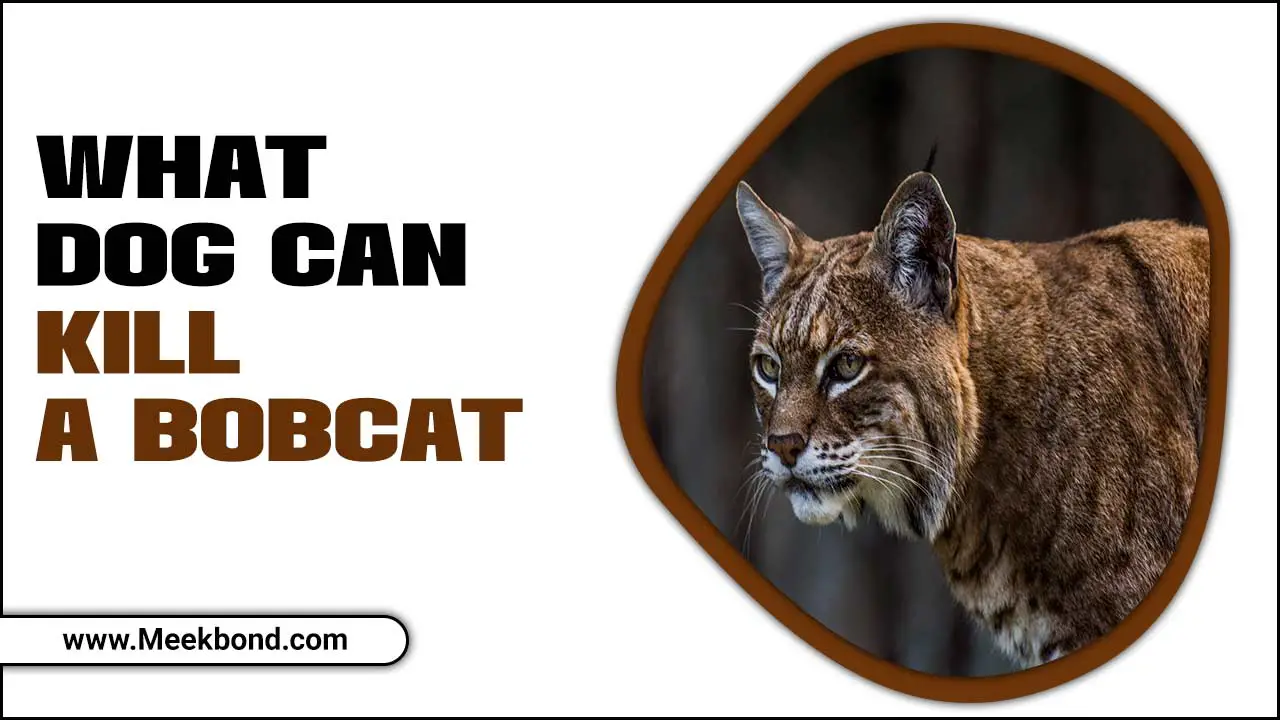 What Dog Can Kill A Bobcat? Explained