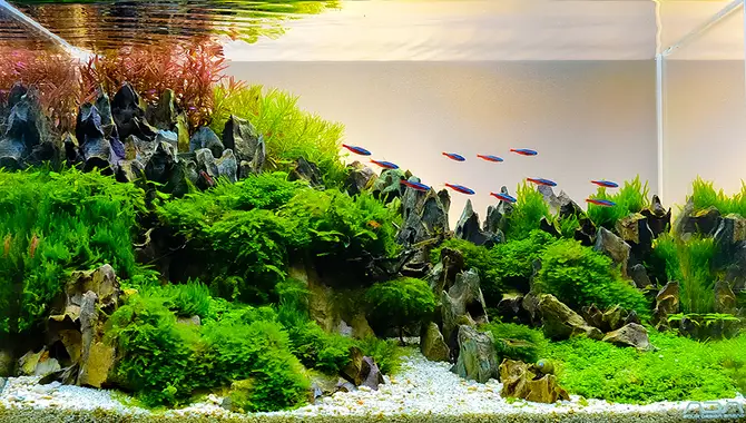What Is Aquascaping