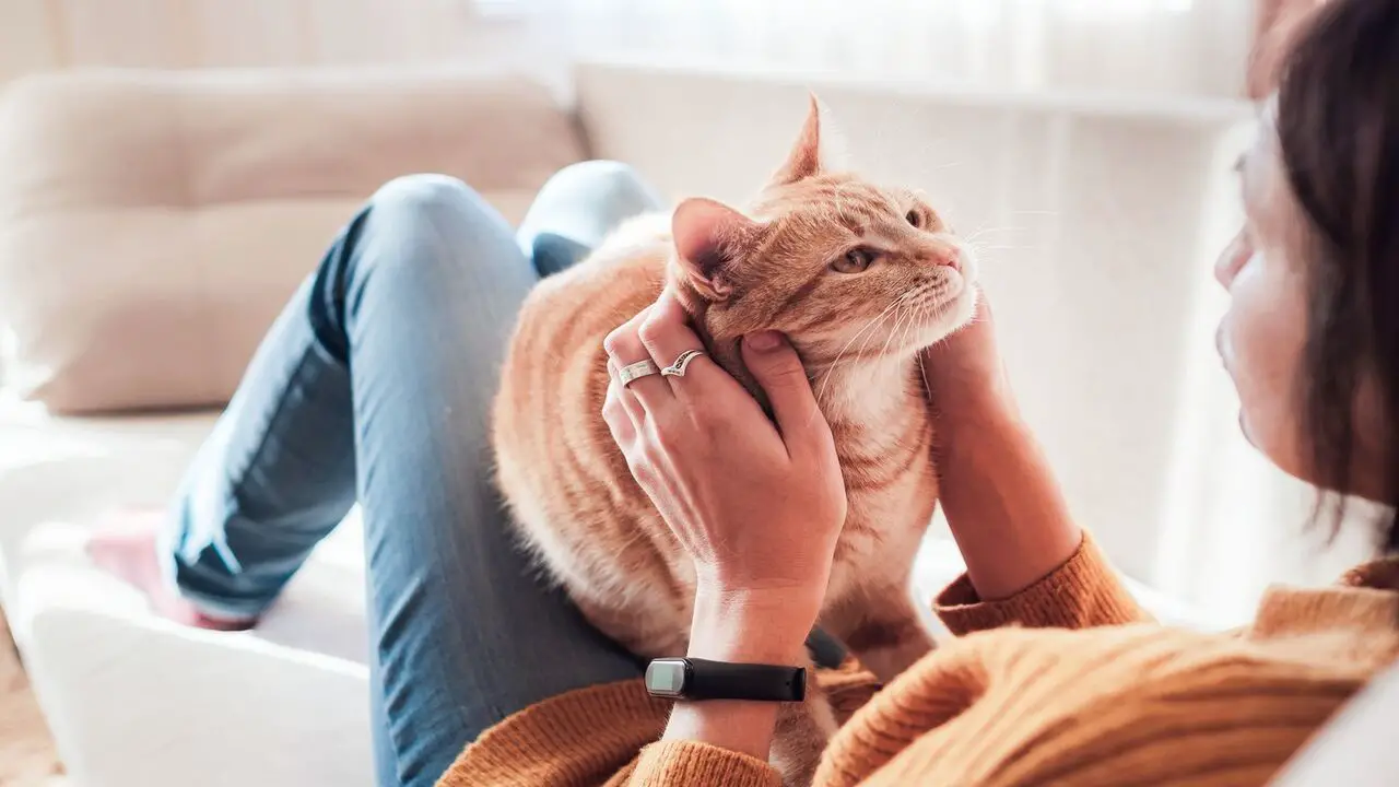 What To Do When Your Cat Sits With Their Back To You