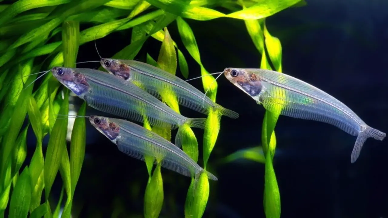 What To Do With Pregnant Asian Glass Catfish