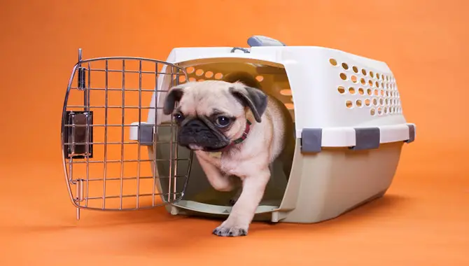 What To Know Before Starting Crate Training