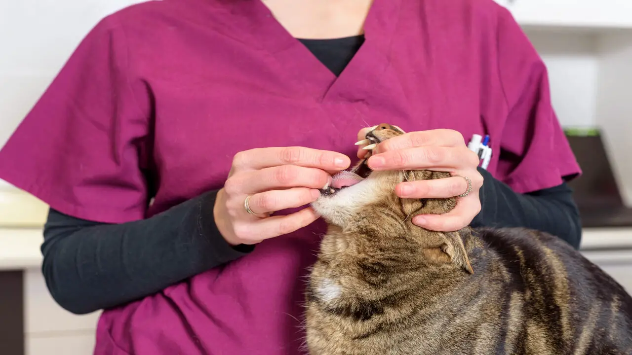 When To Seek Veterinary Help For Your Cat’s Deworming