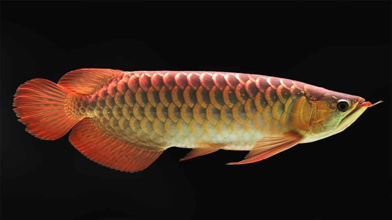 Where To Buy Dwarf Arowana And Considerations When Choosing A Supplier Or Breeder