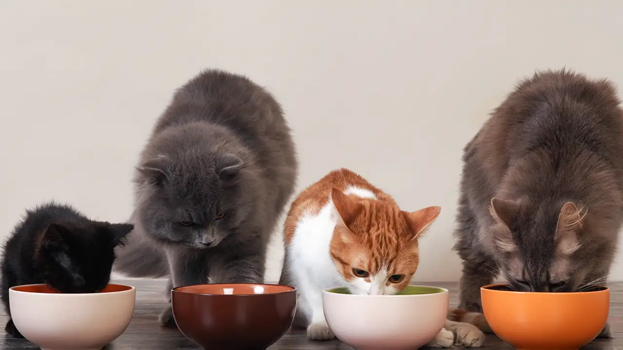 Which Is The Best Cat Food For An 8-Year-Old Cat