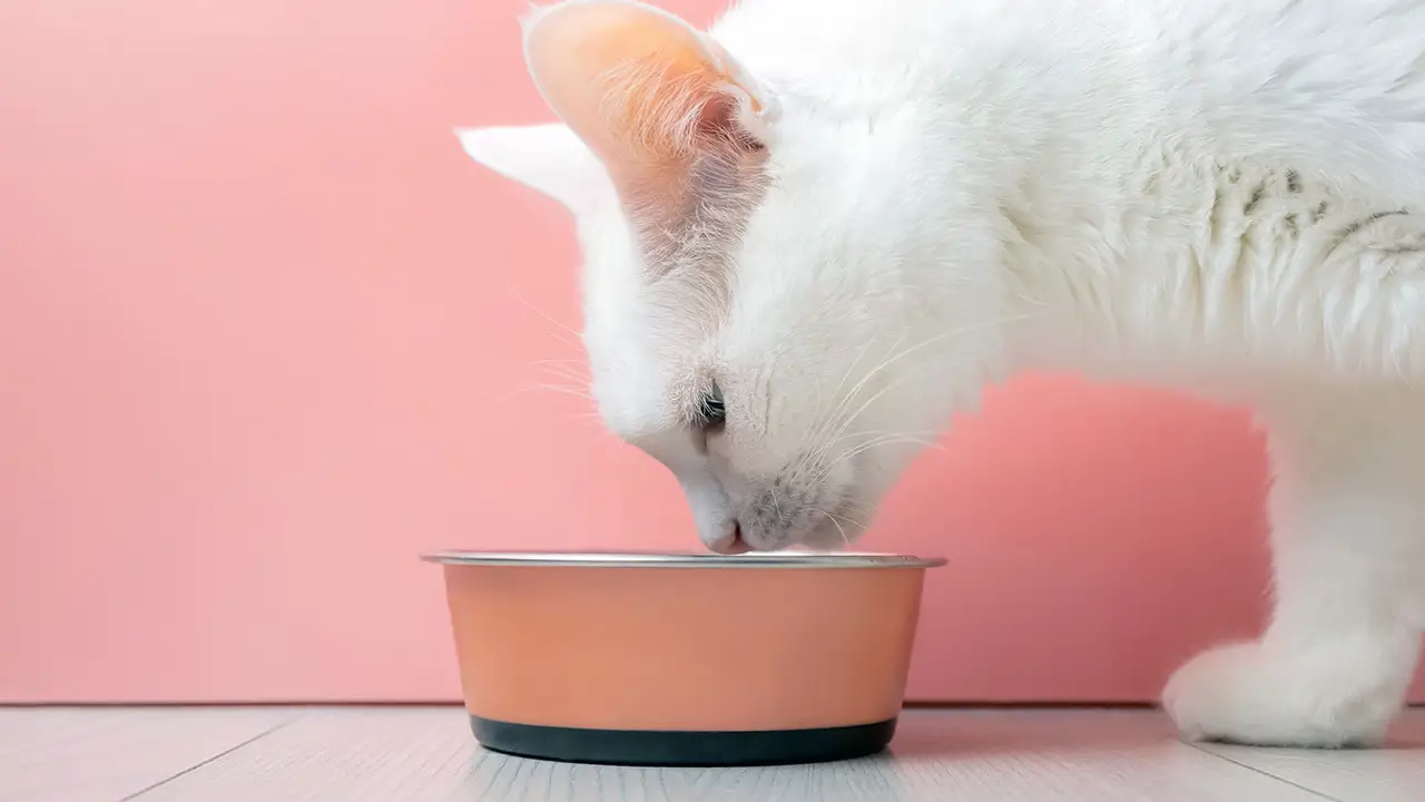 Why Cat Wants To Eat Every 2 Hours – 9 Common Reasons