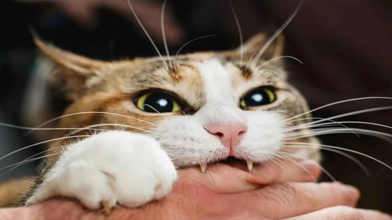 Why Do Domestic Cats Become Aggressive And Bite