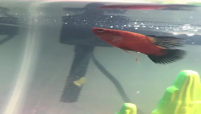 Why Do Fish Need A Red String Hanging From Their Tail