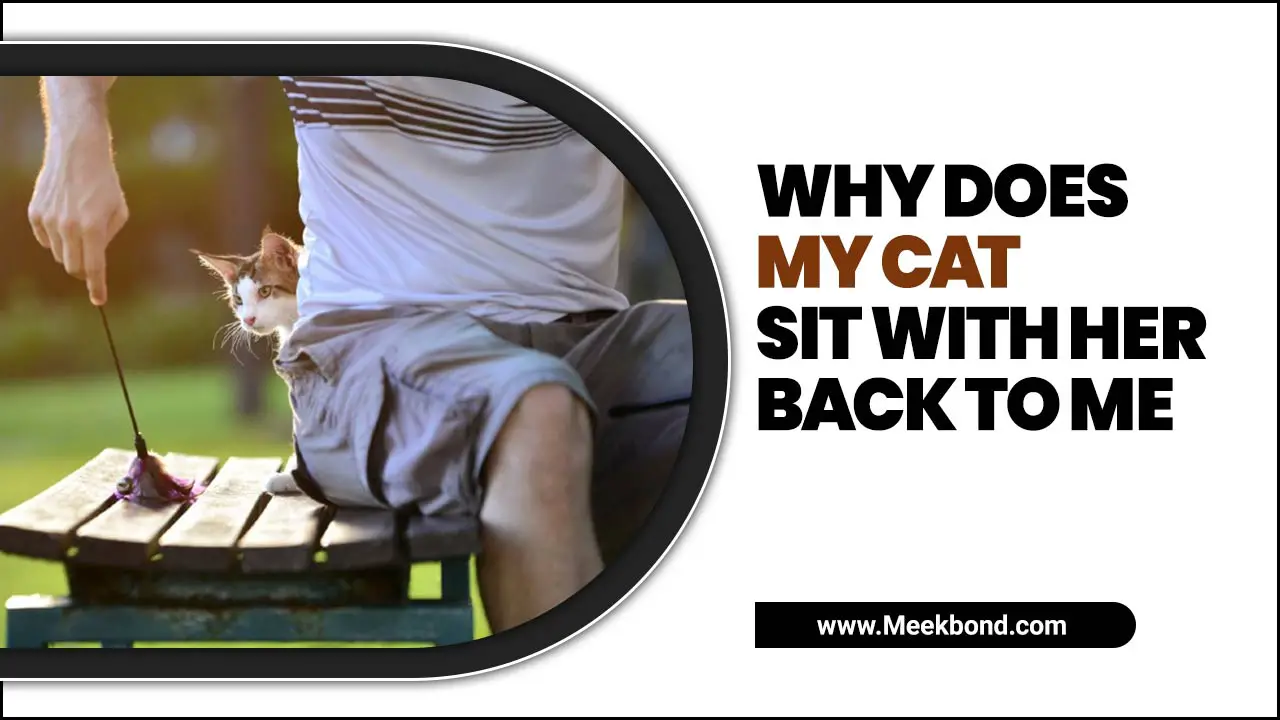 Why Does My Cat Sit With Her Back To Me? Explained