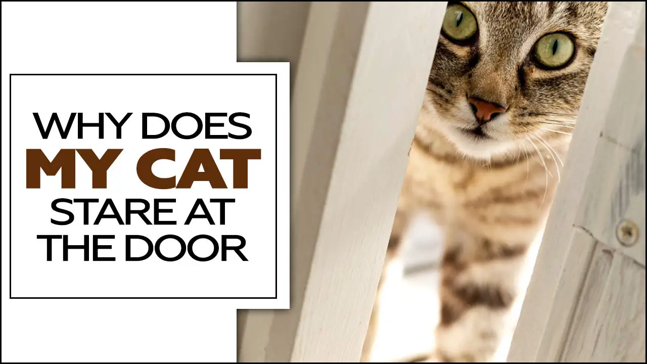 Why Does My Cat Stare At The Door? – Explained