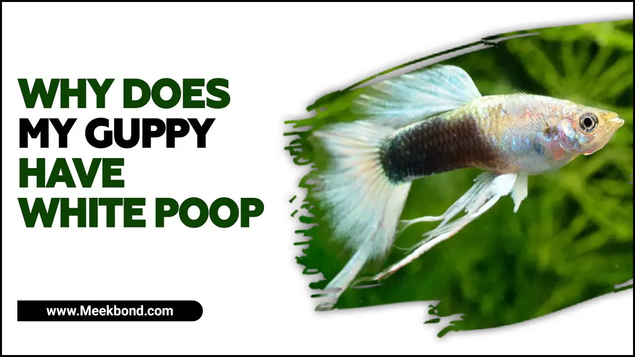 Why Does My Guppy Have White Poop? Easy Explanation