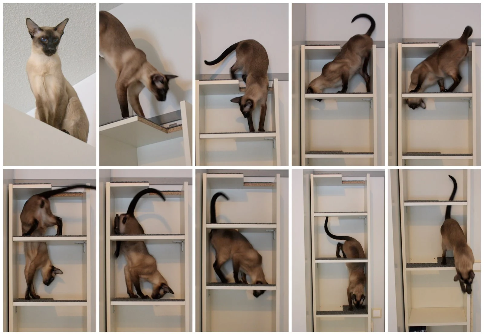 Why Does Your Cat Jump On Your Bookshelf & Climb