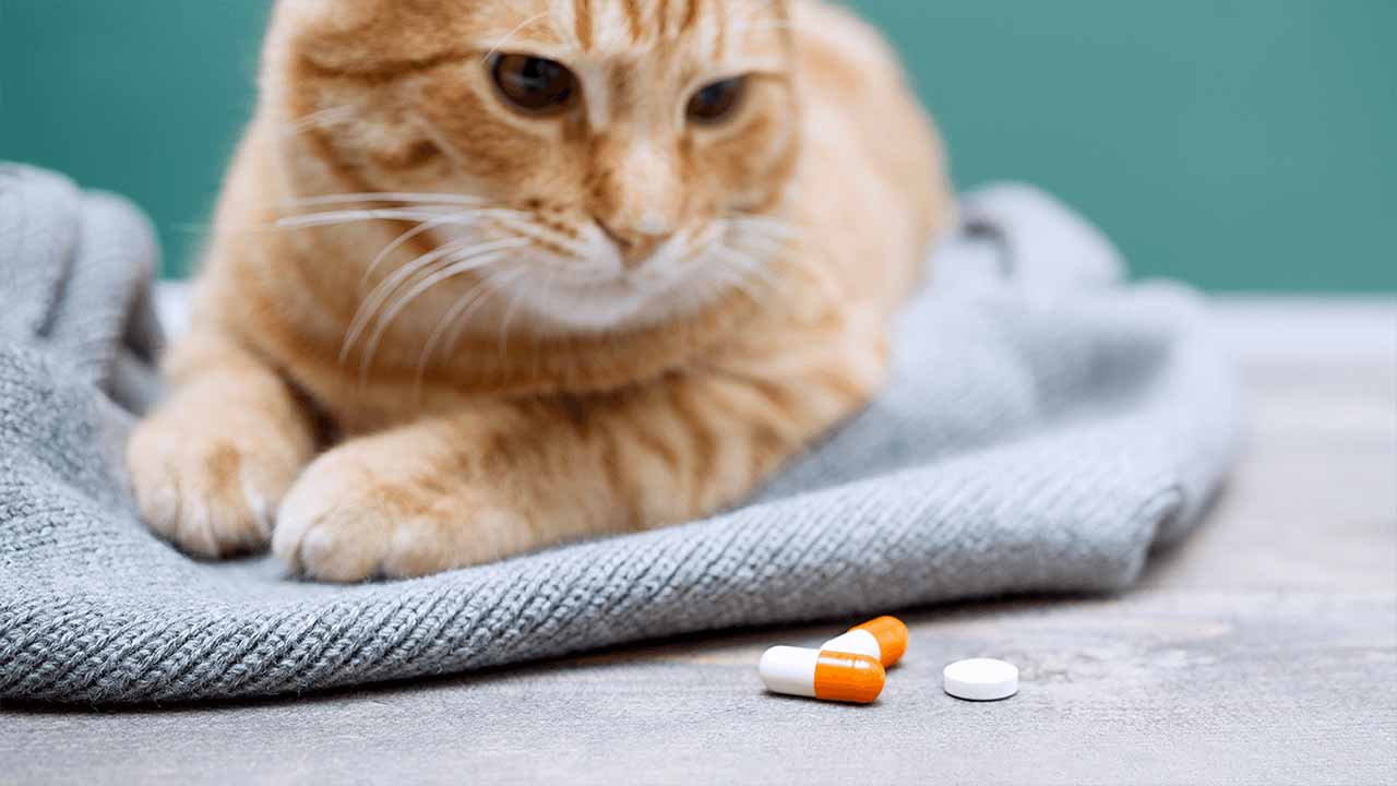 Why Is Depo Medrol Cat Lethargic Prescribed For Cat? 5 Reasons